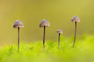 RF - Group of four Mycena toadstools on mossy stump. The New Forest, Hampshire, UK. October RF - Group of four Mycena toadstools on mossy stump. The New Forest, Hampshire, UK. October