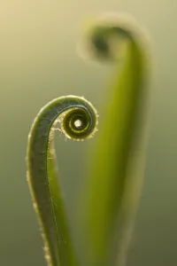 RF - Harts tongue fern (Asplenium scolopendrium) leaf unfurling, Broxwater, Cornwall RF - Harts tongue fern (Asplenium scolopendrium) leaf unfurling, Broxwater, Cornwall
