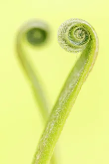 RF - Harts tongue fern (Phyllitis scolopendrium) leaf unfurling and creating the shape RF - Harts tongue fern (Phyllitis scolopendrium) leaf unfurling and creating the shape