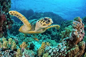 Perciformes Gallery: RF - Hawksbill sea turtle (Eretmochelys imbricata) swimming over a coral reef