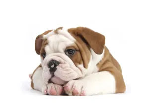 RF- Head portrait of Bulldog puppy with chin on paws RF- Head portrait of Bulldog puppy with chin on paws