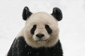 Downcast Collection: RF- Head portrait of Giant panda (Ailuropoda melanoleuca) covered in snow, captive