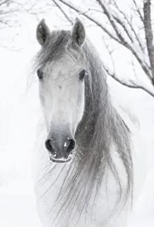 RF - Head portrait of grey Andalusian mare with long mane in snow, Berthoud, Colorado, USA RF - Head portrait of grey Andalusian mare with long mane in snow, Berthoud, Colorado, USA