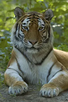RF- Head portrait of Siberian tiger (Panthera tigris altaica) lying in foliage, captive RF- Head portrait of Siberian tiger (Panthera tigris altaica) lying in foliage, captive