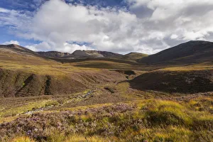 RF - Heather moorland in the foothills of the Cairngorm mountains , Scotland, UK.August RF - Heather moorland in the foothills of the Cairngorm mountains , Scotland, UK.August