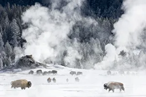RF - Herd of American Bison (Bison bison) around geo-thermal features. Firehole River Valley RF - Herd of American Bison (Bison bison) around geo-thermal features. Firehole River Valley