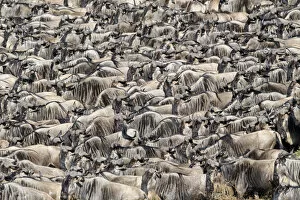 Connochaetes albojubatus Gallery: RF - Herds of White-bearded wildebeest (Connochaetes taurinus albojubatus