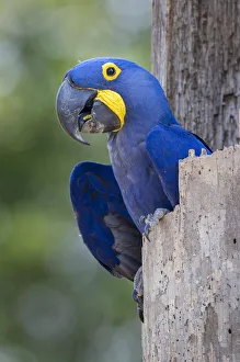 RF- Hyacinth macaw (Anodorhynchus hyacinthinus) in its nest hole. Pousada Aguape Lodge RF- Hyacinth macaw (Anodorhynchus hyacinthinus) in its nest hole. Pousada Aguape Lodge