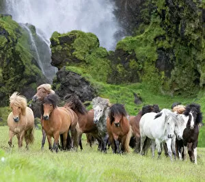 Domestic Animal Gallery: RF - Icelandic horse herd in grassland, rocky base of waterfall in background