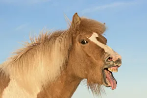 RF- Icelandic horse showing flehmen response, Iceland. July RF- Icelandic horse showing flehmen response, Iceland. July