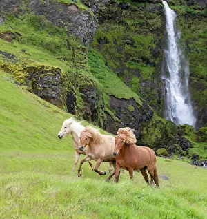 RF - Icelandic horses, three running through grassland, waterfall in background RF - Icelandic horses, three running through grassland, waterfall in background