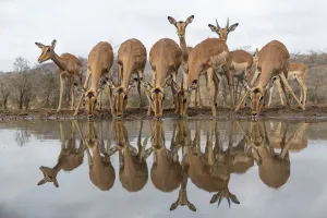 RF - Impala (Aepyceros melampus) at water with reflections, Zimanga game reserve RF - Impala (Aepyceros melampus) at water with reflections, Zimanga game reserve