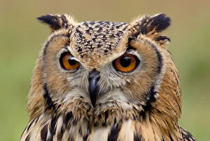 Images Dated 13th August 2009: RF- Indian eagle owl (Bubo bengalensis) head portrait, captive, from India