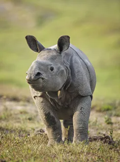 Indian Rhinoceros Gallery: RF- Indian rhinoceros (Rhinoceros unicornis) calf, Kaziranga National Park, Assam, India