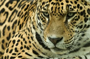 Nature Collection: RF- Jaguar (Panthera onca) head portrait, captive