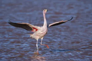 RF- Jamess flamingo (Phoenicoparrus jamesi) wings spread, taking off from water RF- Jamess flamingo (Phoenicoparrus jamesi) wings spread, taking off from water