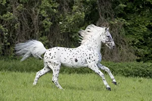 RF - Knabstrupper stallion with leopard spotting colouration, running in pasture. Germany RF - Knabstrupper stallion with leopard spotting colouration, running in pasture. Germany