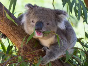 RF - Koala (Phascolarctos cinereus) eating leaves, Melbourne, Victoria, Australia RF - Koala (Phascolarctos cinereus) eating leaves, Melbourne, Victoria, Australia