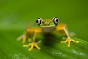 RF - Lemur Leaf Frog (Agalychnis lemur) in rainforest. Central Caribbean foothills RF - Lemur Leaf Frog (Agalychnis lemur) in rainforest. Central Caribbean foothills