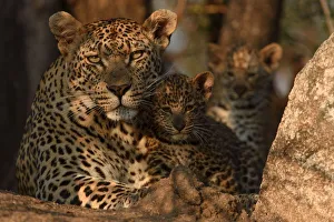 RF - Leopard (Panthera pardus) mother with cubs, Londolozi Private Game Reserve RF - Leopard (Panthera pardus) mother with cubs, Londolozi Private Game Reserve