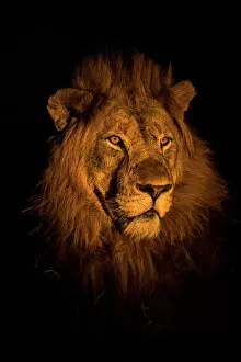 Panthera Gallery: RF - Lion (Panthera leo) head portrait at night, Zimanga private game reserve, KwaZulu-Natal