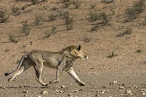 RF - Lion (Panthera leo) male running in desert, Kgalagadi Transfrontier Park, South RF - Lion (Panthera leo) male running in desert, Kgalagadi Transfrontier Park, South