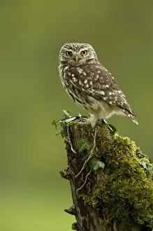 British Birds Gallery: RF- Little Owl (Athene noctua) perched on tree stump covered in moss. Worcestershire, England, UK