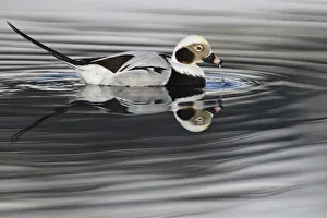 RF - Long-tailed duck or Old-squaw (Clangula hyemalis) male, Varanger Peninsula, Norway RF - Long-tailed duck or Old-squaw (Clangula hyemalis) male, Varanger Peninsula, Norway