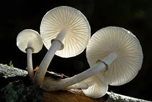 RF- Looking up under the gills of toadstools of Porcelain fungus (Oudemansiella mucida) RF- Looking up under the gills of toadstools of Porcelain fungus (Oudemansiella mucida)