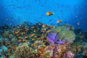 RF - Maldive anemonefish (Amphiprion nigripes) swimming above their host Magnificent sea RF - Maldive anemonefish (Amphiprion nigripes) swimming above their host Magnificent sea