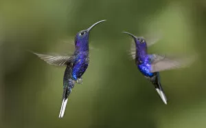 Apodiformes Gallery: RF - Male Violet Sabrewing hummingbirds (Campylopterus hemileucurus) hovering in flight sequence
