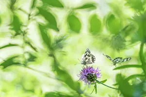 RF - Marbled white butterfly (Melanargia galathea) on knapweed, with soft focus leaves RF - Marbled white butterfly (Melanargia galathea) on knapweed, with soft focus leaves