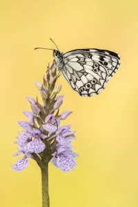 RF - Marbled White butterfly (Melanargia galathea) resting on common spotted orchid RF - Marbled White butterfly (Melanargia galathea) resting on common spotted orchid
