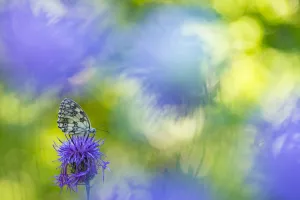 RF - Marbled white butterfly (Melanargia galathea) on knapweed with soft focus flowers RF - Marbled white butterfly (Melanargia galathea) on knapweed with soft focus flowers