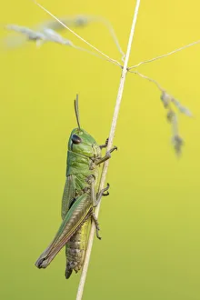 RF- Meadow Grasshopper (Chorthippus parallelus) sub adult, Vealand farm, Devon, UK. July RF- Meadow Grasshopper (Chorthippus parallelus) sub adult, Vealand farm, Devon, UK. July