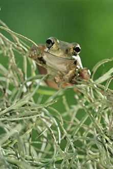 Tree Frogs Gallery: RF- Mexican treefrog 1+Smilisca baudinii+2 on Spanish moss. Texas, USA
