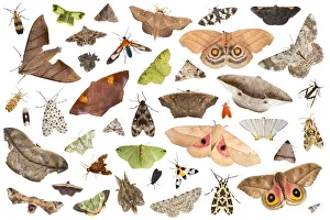 RF - Moths attracted to light trap in rainforest, on white background, image composite montage RF - Moths attracted to light trap in rainforest, on white background, image composite montage