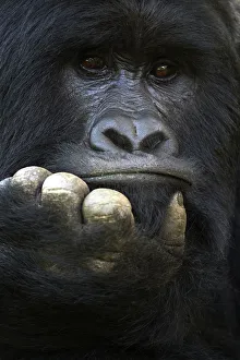 RF - Mountain gorilla (Gorilla beringei beringei) silverback male, portrait, member RF - Mountain gorilla (Gorilla beringei beringei) silverback male, portrait, member