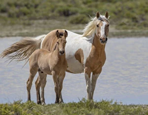 Mare Gallery: RF - Mustang mare and foal standing in front of water body. Red Desert Complex, Wyoming
