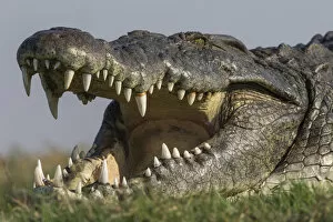Crocodile Gallery: RF - Nile crocodile (Crocodylus niloticus head close up with jaws open, Chobe river, Botswana)