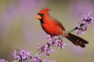 Northern Cardinal Gallery: RF- Northern Cardinal (Cardinalis cardinalis) male perched on branch of flowering Eastern