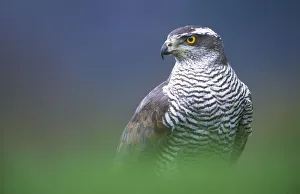 RF- Northern Goshawk (Accipiter gentilis) male close-up, Scotland RF- Northern Goshawk (Accipiter gentilis) male close-up, Scotland