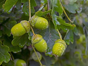 Quercus Gallery: RF - Oak (Quercus robur) acorns in autumn, England, UK, August