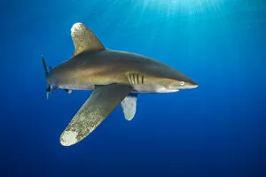 Chondrichthyes Gallery: RF - Oceanic whitetip shark (Carcharhinus longimanus) swims in open waters