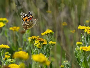 RF - Painted lady butterfly (Cynthia cardui) feeding on Fleabane RF - Painted lady butterfly (Cynthia cardui) feeding on Fleabane