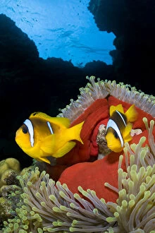 Images Dated 9th November 2007: RF- Pair of Red Sea anemonefish (Amphiprion bicinctus) in Magnificent sea anemone