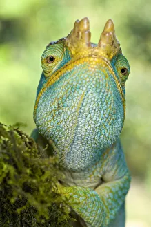 RF - Parson's chameleon (Calumma parsonii) portrait, Lowland rainforest understory RF - Parson's chameleon (Calumma parsonii) portrait, Lowland rainforest understory