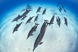 RF - Pod of Spinner dolphins (Stenella longirostris) cruise in formation over the sand of RF - Pod of Spinner dolphins (Stenella longirostris) cruise in formation over the sand of