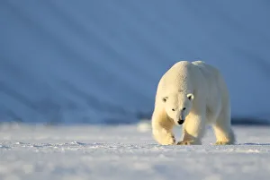 RF - Polar bear (Ursus maritimus) female walking across ice. Svalbard, Norway, April RF - Polar bear (Ursus maritimus) female walking across ice. Svalbard, Norway, April