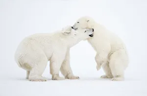 RF - Polar Bears (Ursus maritimus) males fighting, Churchill, Canada, November RF - Polar Bears (Ursus maritimus) males fighting, Churchill, Canada, November